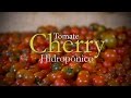 Como se Desarrolla un Cultivo de Tomate Cherry Hidropónico - TvAgro por Juan Gonzalo Angel