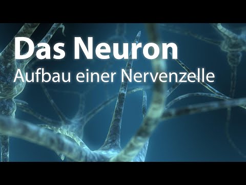 Video: Welche Aktion würde ein Neuron depolarisieren?