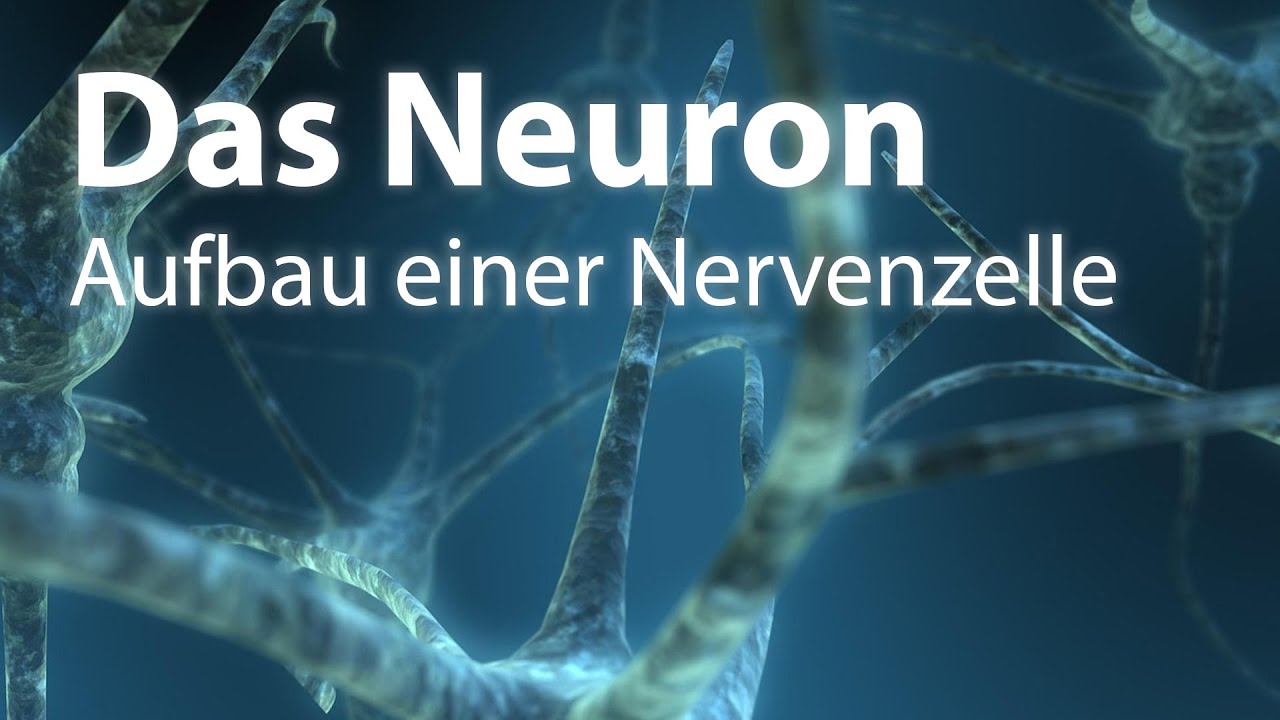 Das Neuron | Aufbau einer Nervenzelle