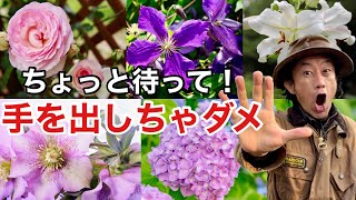 初心者が初めに知っておくべき庭の5大植物　　　　　　　　【カーメン君】【園芸】【ガーデニング】