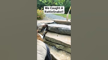 How To Catch A Rattlesnake!