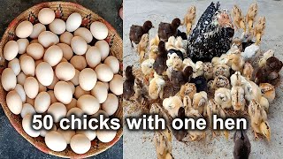how to raise 50 chicks with one hen - hen harvesting eggs to chicks