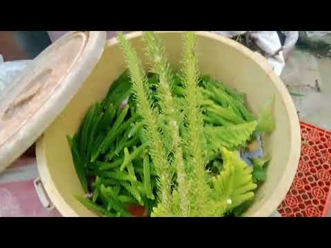 Video: Fern Pine Information – Paano Magtanim ng Fern Pines Sa Landscape