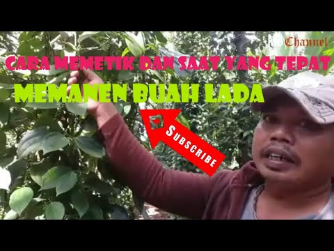 Video: Cara Memetik Lada Panas