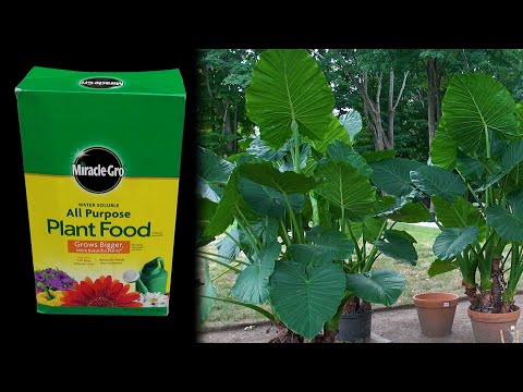 Video: Gødskning af udendørs containerplanter – Sådan fodres potteplanter udendørs