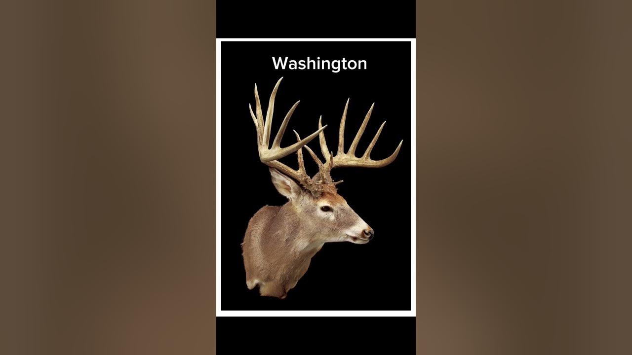 biggest-deer-shot-in-each-state-pt2-deer-youtube