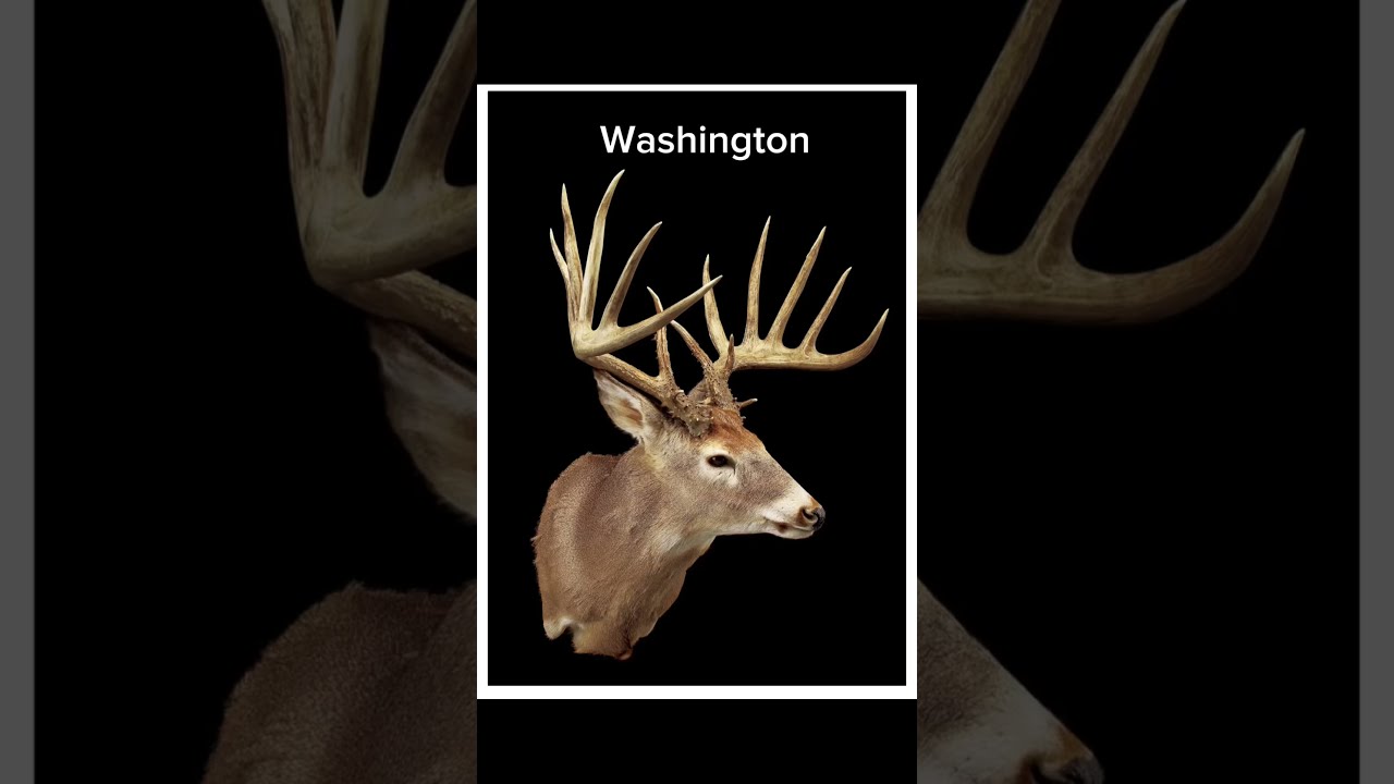 Biggest Deer Shot In Each State Pt2 deer YouTube Biggest Deer Shot In Each State Pt2 deer YouTube