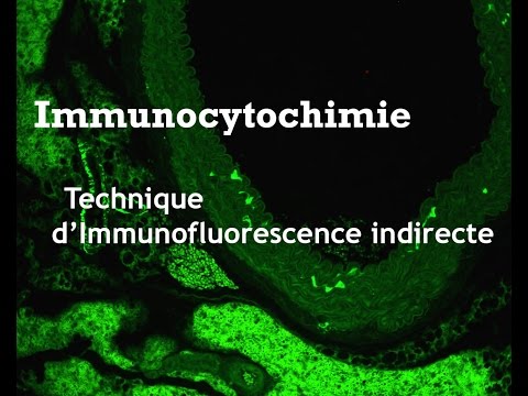 Vidéo: Comment faire de l'immunofluorescence ?