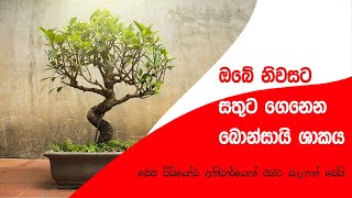 ඔබේ නිවසට සතුට සැනසීම ගෙනදෙන බොන්සායි ශාකයේ රහස .......