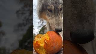 Gray Wolf Pup Chomps on a Pumpkin