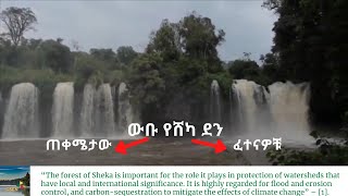 The beauty of the Sheka Forest; its significance; & the challenges it is facing | Ethiopia