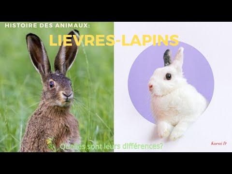 Vidéo: Quelle est la taille des lièvres ?