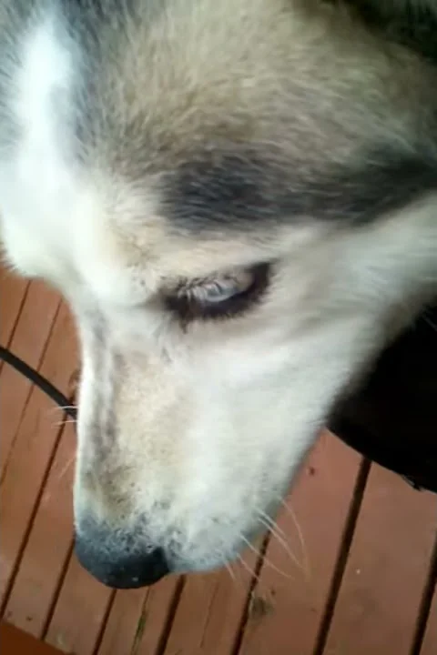 My dog has a sweet spot