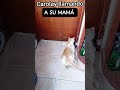 Carolay llamando a su mamá. #gatos