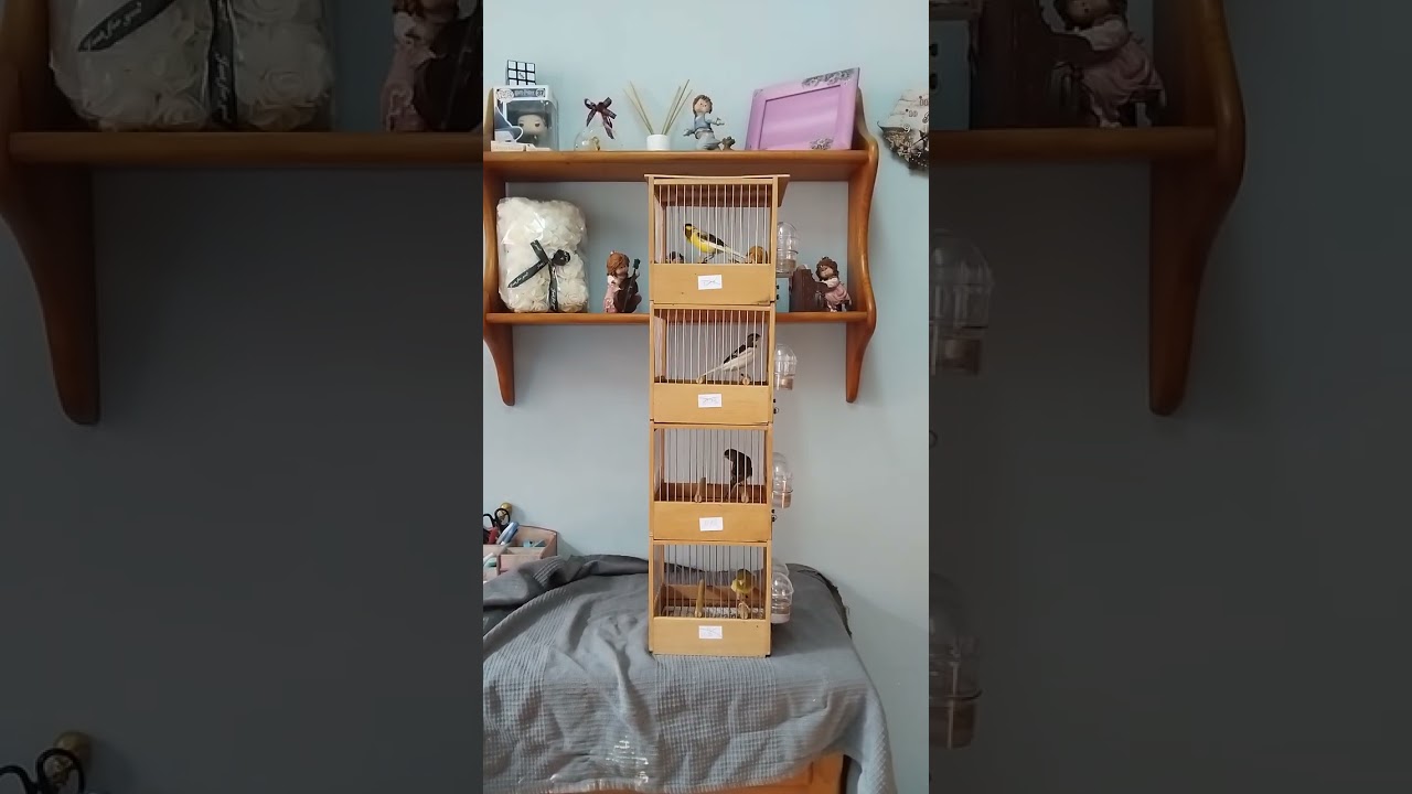 Timbrados clásicos 2025