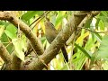 台灣畫眉(寶島歌王) Melodious Laughing Thrush Singing Songs  22/MAR/18