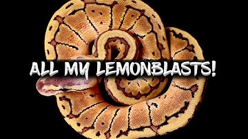 See All of my Lemonblast Ball Pythons!