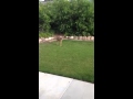 Toby vs Deer