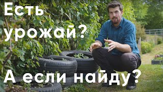 видео: Эти 10 советов ПОМОГУТ тебе получать БОЛЬШОЙ урожай с НЕБОЛЬШОГО огорода уже ЭТИМ ЛЕТОМ (in Russian) картинка: Эти 10 советов ПОМОГУТ тебе получать БОЛЬШОЙ урожай с НЕБОЛЬШОГО огорода уже ЭТИМ ЛЕТОМ (in Russian)
