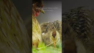 Chickens Deserve Respect