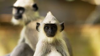 This Tufted Langur Troop is More Like a Nursery These Days