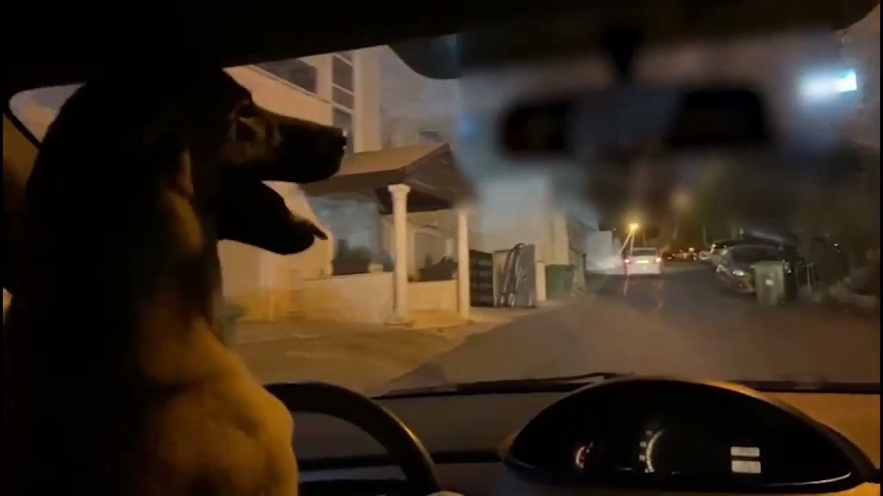 Пес за рулём Пежо