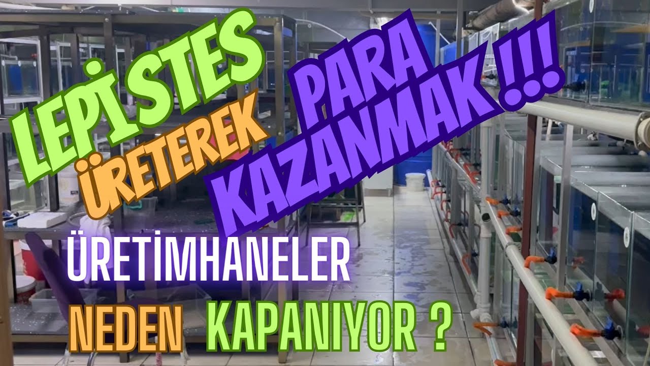 LEPİSTES ÜRETEREK PARA KAZANMAK -ÜRETİMHANELER NEDEN KAPANIYOR? #özeltürlepistes #akvaryumbalıkları