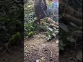 smart technique of cutting down trees with a chainsaw #shorts #viralshorts #fyp #youtubeshorts
