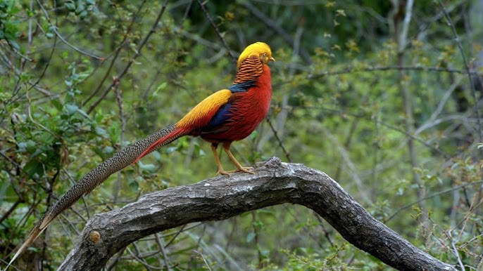 Golden Pheasant Bird Facts