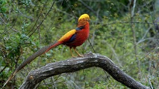 CGTN Nature: Qinling Mountains Series | Episode 3: Phoenix in the Mountain