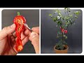 Ghost Pepper Time-lapse 185 Days