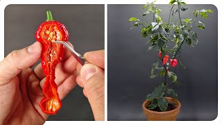 Ghost Pepper Time-Lapse 185 Days