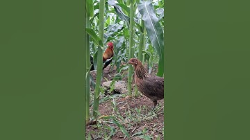 gà rừng mã vàng cực đẹp.qaib qus daj qua zoo