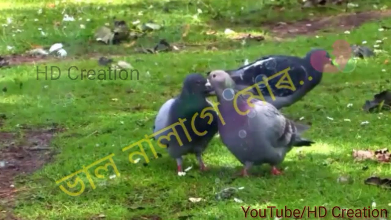 Mitha mitha kothare love whatsapp status video  HD Creation