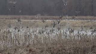 Late February mallard mania