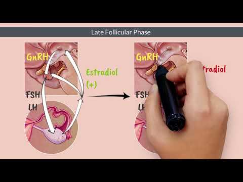 APGO Basic Sciences - Topic 18: Physiology of the Menstrual Cycle