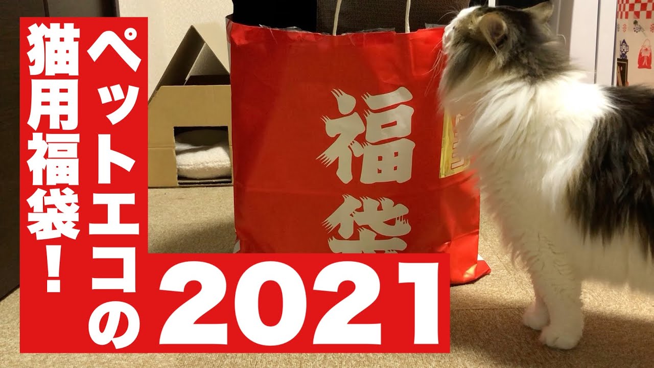 福袋21 ペットエコの猫用リュック福袋がかなり良かった ノルウェージャン Youtube 福袋21 ペットエコの猫用リュック福袋がかなり良かった ノルウェージャン Youtube