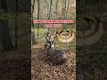 Boar Tusks - how to clean and preserve | Kljove Vepra - obrada trofeja