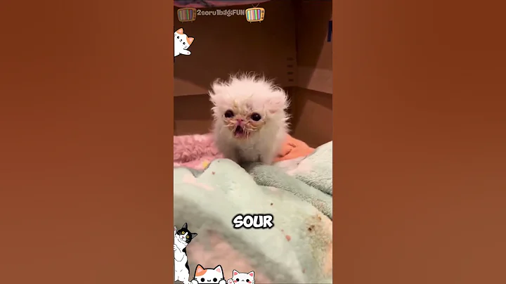 Video 10426581: hilarious cat fails compilation, funny cat compilation, cat feline, funniest cats, cute cat