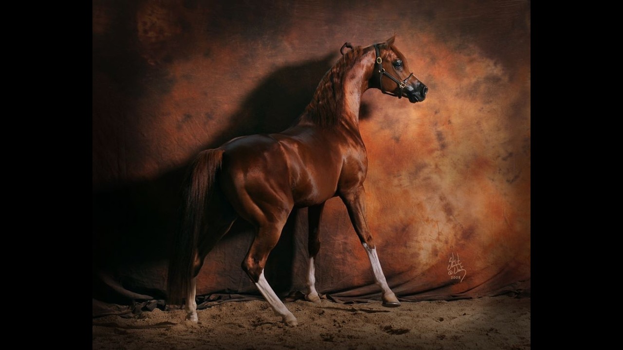 A lovak szemében... - Diamonds & Farkas Zoltán