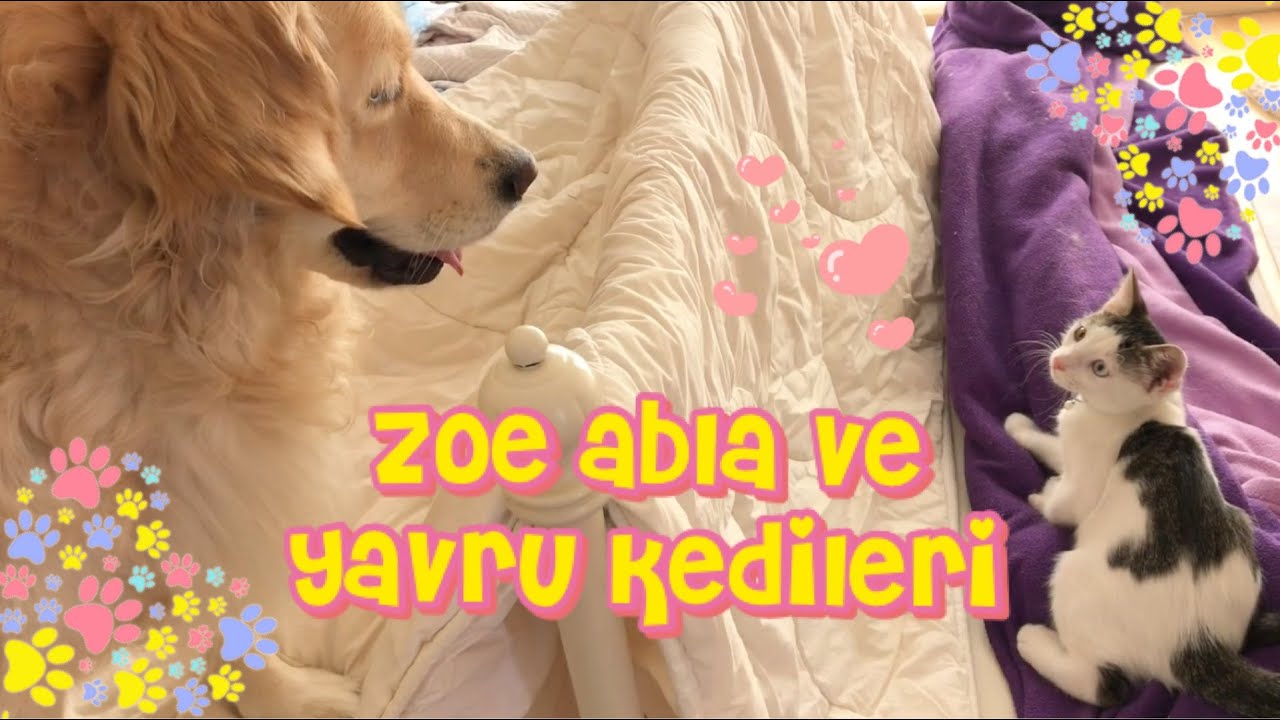 Zoe abla ve yavru kedileri ^^ Kedi köpek alıştırma YouTube