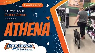 5 mo Cane Corso Athena~ Best Cane Corso Trainers ~ Off Leash K9 Training  Phoenix