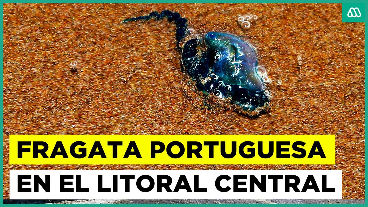 Tres playas cerradas: Fragata portuguesa llega al litoral central