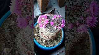 Twin Cactus Wreaths Twin Cactus Wreaths