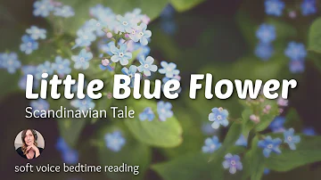 LITTLE BLUE FLOWER - A Scandinavian Fairytale / Soothing Storytelling that is Restful & Calming