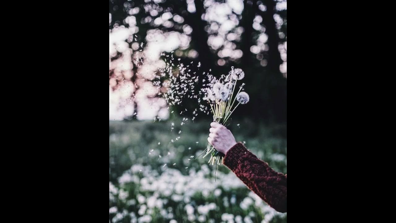 Песня облетели твои семена. Мелодия одуванчик ноты. Группа одуванчик. Облетающий одуванчик. Песня одуванчик ты мой.