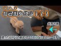 【お買い物編】脱げない犬靴を探し求めたら‥走らない犬がダッシュしました！！！