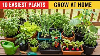 10 Easiest Vegetables and Herbs to Grow at Home