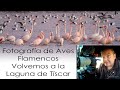 Fotografía de Aves - Flamencos - Volvemos a la Laguna de Tíscar