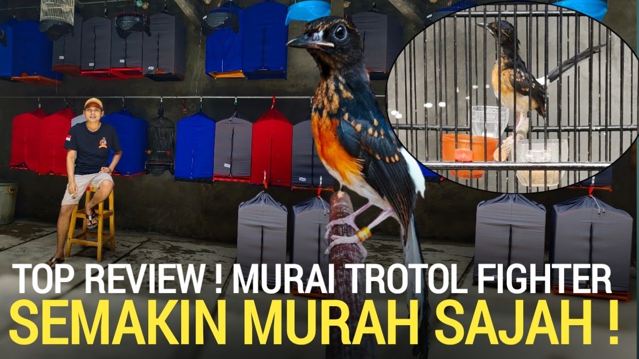 SIDAK ! TEMPAT MURAI BATU TROTOL FIGHTER SEMAKIN MURAH SAJA DI BOGOR GUNUNG PUTRI JAWA BARAT 